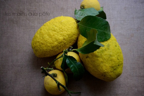 cédrats et citrons
